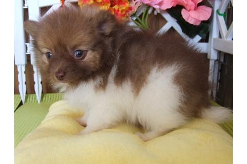 成約済の三重県のポメラニアン-27583の1枚目